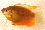 Sunset Thicklip Gourami - Quantity of 3